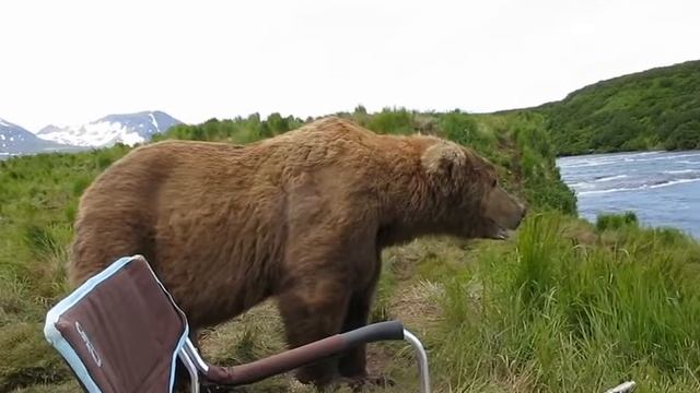 медведь сидит рядом с парнем смотреть онлайн