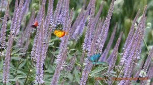 Вероникаструм виргинский Фасинейшн ? обзор: как сажать, саженцы вероникаструмы Фасинейшн