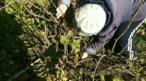 Как правильно обрезать старые кусты   смородины?/Pruning and shaping of a black currant bush