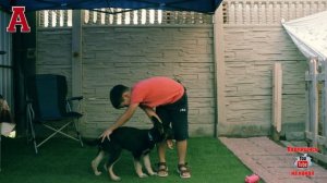 КАК НАУЧИТЬ ЩЕНКА КОМАНДАМ/ дрессирую щенка/ отрабатываем команду сидеть/блог-15.