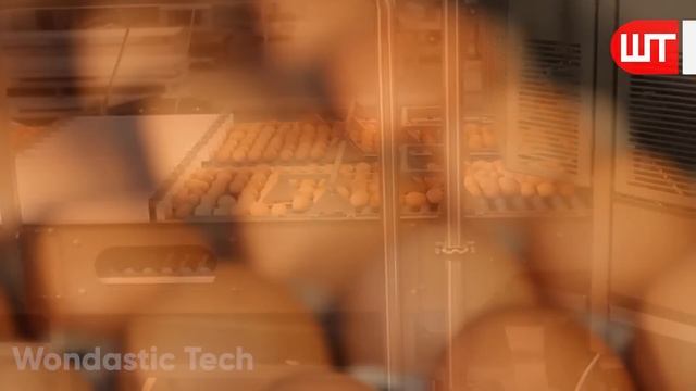 How Millions of Eggs are Produced In Poultry Farms | Automatic Egg Production Farm