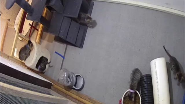 F5 SBT Savannah kittens -- ready for Christmas 2019! смотреть онлайн