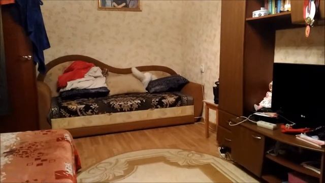 Кот бегает за мышкой! смотреть онлайн