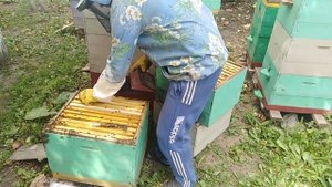 Пчеловодство, Отбор меда с корпусного улья