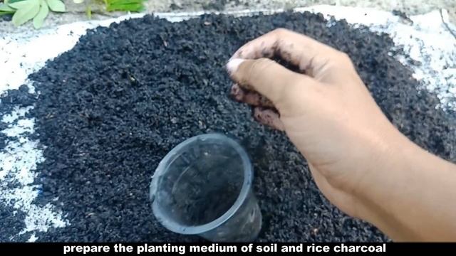 How to cuttings longan stalks to grow roots 100% successful... смотреть онлайн