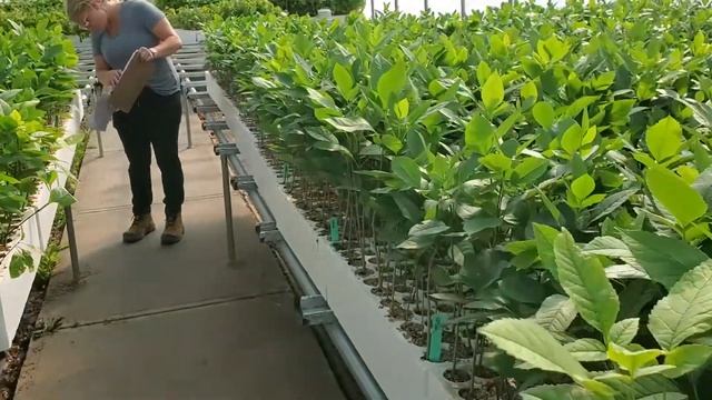 Green Ash (Fraxinus pennsylvanica) seedlings growing at TreeTime.ca in the greenhouse Aug 25 смотреть онлайн
