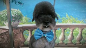 Стрижка в азиатском стиле(морда). Пудель.