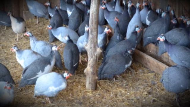 Сколько сидят цесарки на яйцах и когда начинают нестись смотреть онлайн