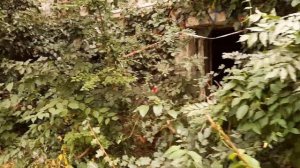 Прогулка по окрестностям п.Новомихайловский, Туапсинского района,   (аул Псебе, дача Суворина).