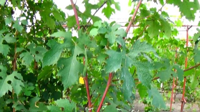 Виноград Ютал - очень интересный киш-миш селекции В.М. Калугина. смотреть онлайн