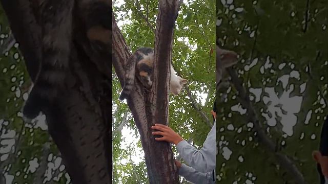 Спасение котёнка по кличке София 1 часть смотреть онлайн