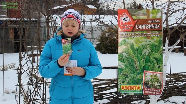 Посев ЩАВЕЛЯ под зиму! Советы от ЗЕЛЕНОГО ОГОРОДА!