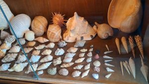 Big collection of shells..Fyn Island, ?? ..Большая коллекция ракушек..разные ракушки