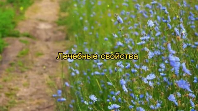 Вот что ТВОРИТ ЦИКОРИЙ, пила каждый день смотреть онлайн