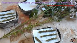 Проверяю новый способ укоренения хризантем из букета... но делаю немного по-другому!