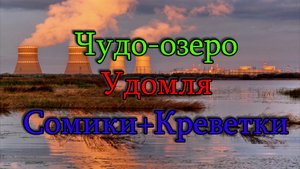 Чудо-Озеро Удомля Сомики+Креветки. Гроза Рыбалке не помеха. Летний фидер на Удомле. Рыбалка 2022