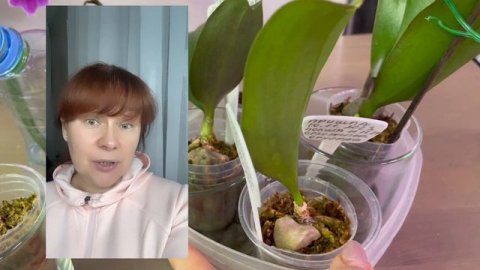 # 160 ВИДЕОВИЗИТКА: Уникальное партнерство #ОРХОКОЛЛАБОРАЦИЯ и необыкновенный #ОРХОЭКСПЕРИМЕНТ