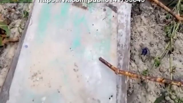 Подготовка винограда к зиме Укрытие винограда на зиму 1 год