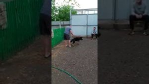 Тестирование щенка Немецкой овчарки.