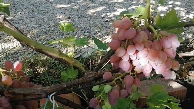 Кишмиш Лучистый. вся правда.