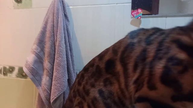 Бенгальская кошка пьёт воду из под крана смотреть онлайн
