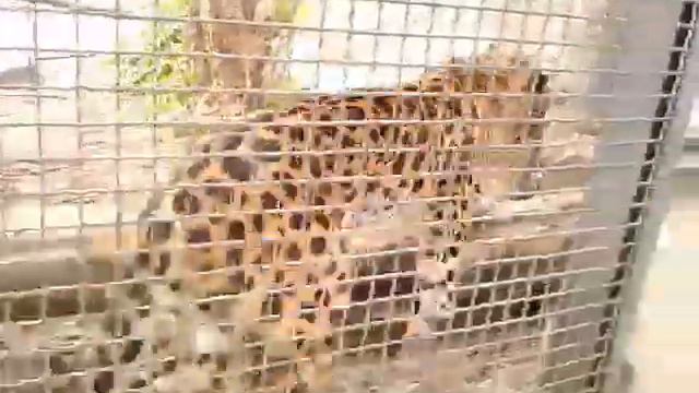 Московский зоопарк, ягуар смотреть онлайн