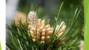 Сосновая пыльца деткам