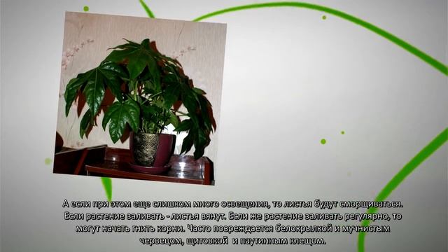 Фатсия