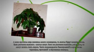 Фатсия