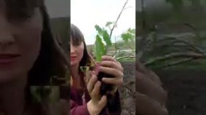 Каркас теплицы из веток ивы