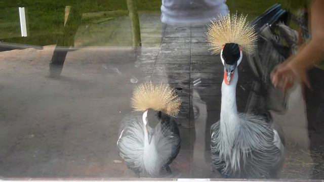 2012-08-19 - Экзотик парк - SAM 1887st смотреть онлайн