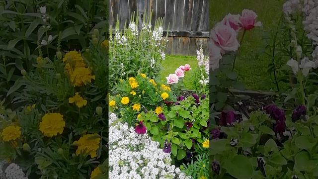 Клумба с цветами.?(flowerbed with flowers)