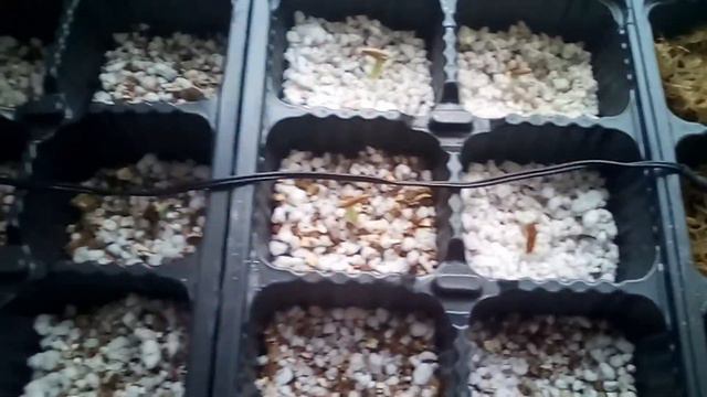 Adenium, Адениум из семян с Алиэкспресс.Adenium, Adenium from seed from Aliexpress. смотреть онлайн