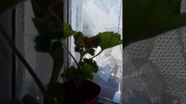 Обзор черенка тюльпановидной пеларгонии Marie Louise. смотреть онлайн