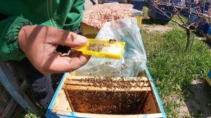 Как подсадить  матку ранней весной. Способ подсадки матки .