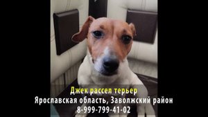 Пропала собака! Джек рассел терьер. Ярославская область, Заволжский район