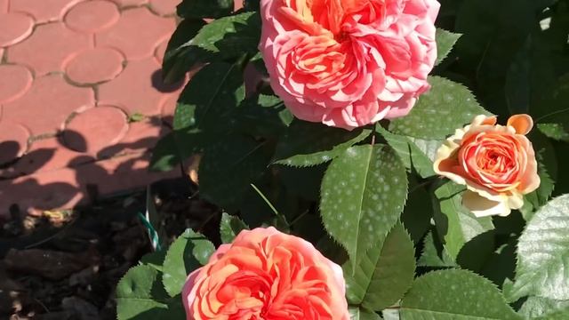 АНГЛИЙСКИЕ РОЗЫ ДЭВИДА ОСТИНА! смотреть онлайн