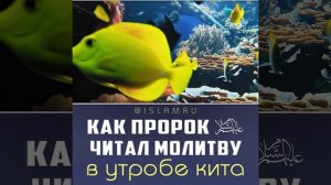 Как пророк читал молитву в утробе кита?