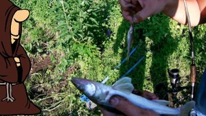 Летняя рыбалка на донки , Берш на донки с живцом