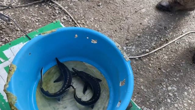 Разведение осетра и форели, в домашних условиях!