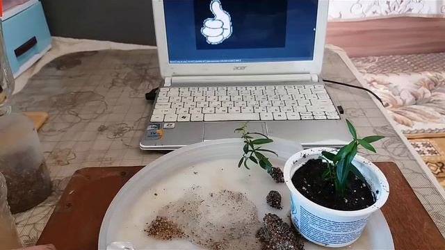 Результат укоренения черенков Мирта