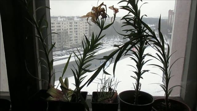 Как там лилии? / Elena Pero смотреть онлайн