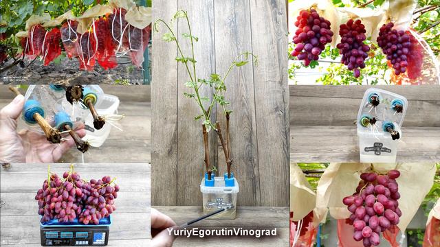 🍇Умный укоренитель черенков винограда Егорутина. Одно из лучших укоренений на воде. Поставил и забы