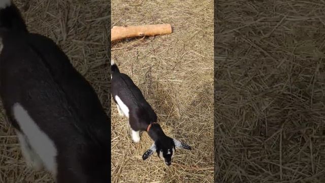 ?Карликовые козлята из питомника "Маленькое чудо" ? смотреть онлайн