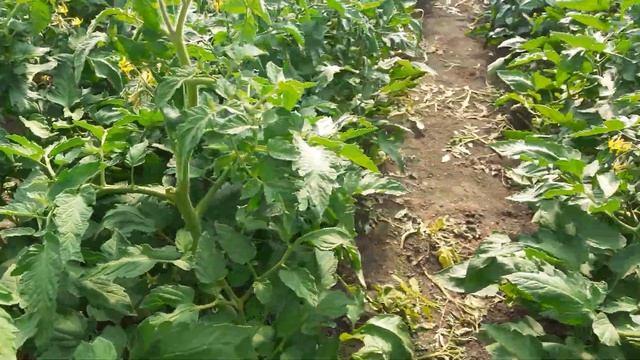 2 часть: когда идёт азот, что надо делать смотреть онлайн