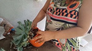 COMO VOU REPLANTAR ECHEVERIA RUNYONNI ¨TOPSY TURVY¨ CUIDADOS E CULTIVO