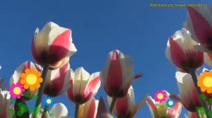 Тюльпан триумф Спринг Сюрпрайз. Краткий обзор, описание характеристик Spring surprise