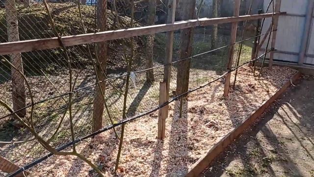 Работы весной с ежевикой Небеса могут подождать. Как обрезаем и мульчируем. смотреть онлайн