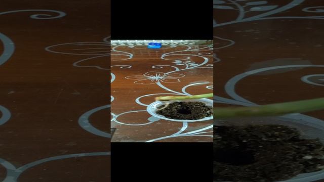 Корневин для тугодумов