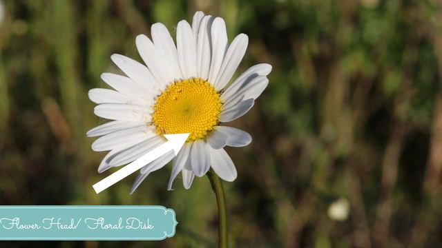 FACTS ABOUT DAISY FLOWERS | BEAUTIFUL DAISY'S IN NATURE   4K UHD